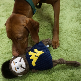 Close up view of brown furred dog on a green carpet playing with Wichita State plush dog toy mascot.