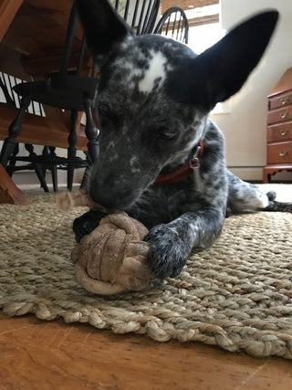 Dog playing with natural leather ball dog toy.