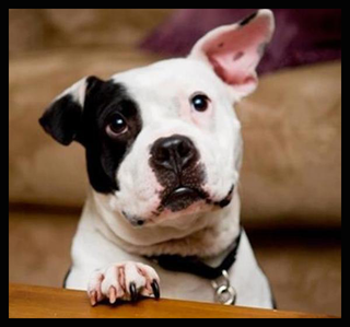 Jonny Justice the pitbull, one of the survivors of Bad Newz Kennels