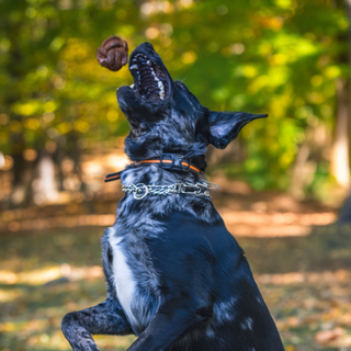 A black and gray furred dog leaping gracefully through the air, about to catch a dark beige natural leather ball with his mouth. The ball is made with authentic leather, and is very durable.