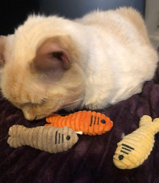 Cat laying next to set of three sardinies in orange, tan, and yellow.