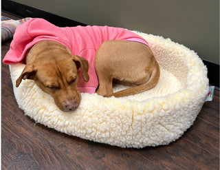 Dog sleeping in small sized natural colored HuggleFleece® dog/cat bed.