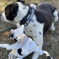 Lifestyle of Dottie Cow. Pictured on the ground alongside a spotted larger dog. Thumbnail