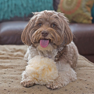 Small dog sitting with small natural colored HuggleFleece® plush ball dog toy.