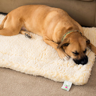 Brown dog laying on natural colored mat.