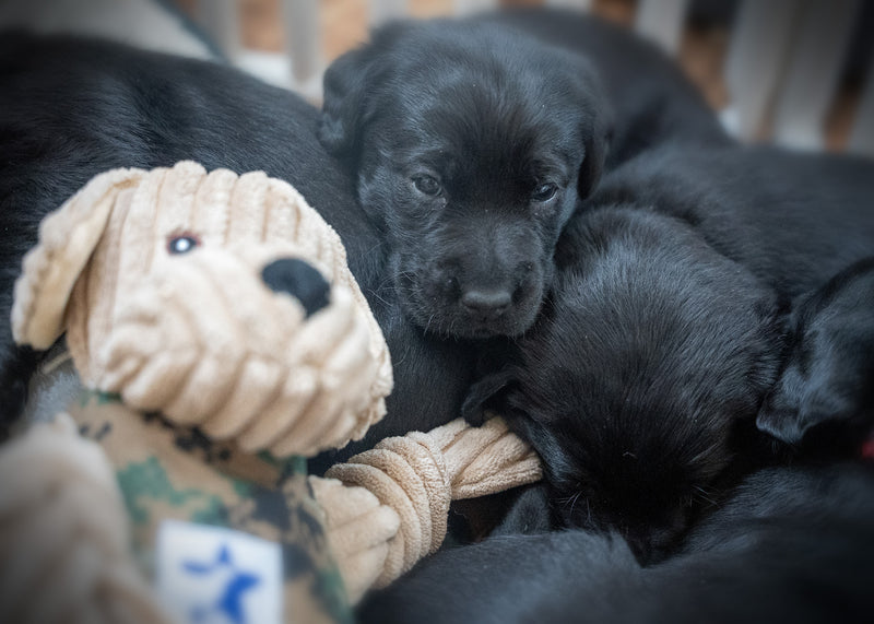 Lifestyle picture of Warrior Canine Connection Tommy ll Lab Knottie. Pictured with many small black lab puppies.
