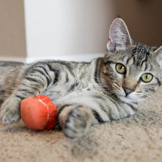 Gray tabby cat laying with orange ma-cat-a-roonie.