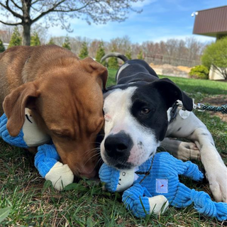 Two dogs playing with two mail carrier plush toys in small and large.