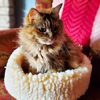 Cat sitting in XS sized natural colored HuggleFleece® dog/cat bed.