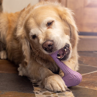 Golden Retriever chewing on Bobb Tuffut-Lon® Bone dog toy.
