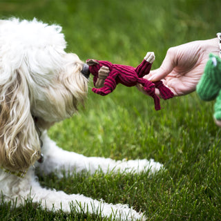 Human handing small dog the tiny maroon fox plush corduroy dog toy.