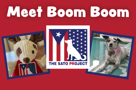 Meet Boom Boom and The Sato Project