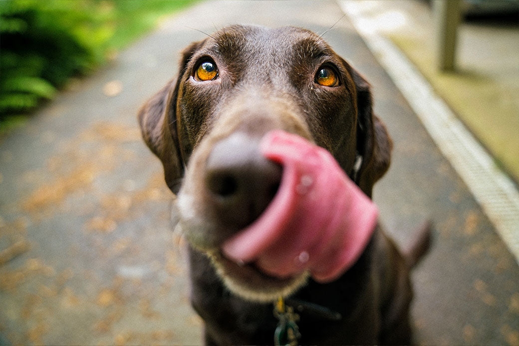 Sweet Treats for Sweeter Pups: Human Foods Dogs Can & Cannot Eat
