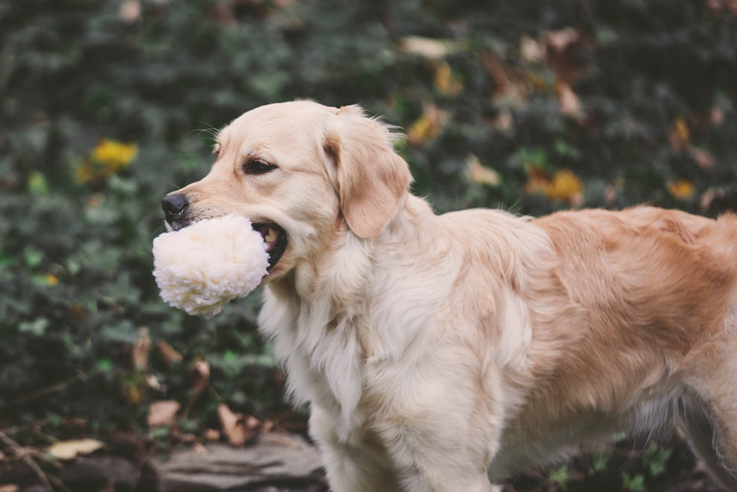 Fall Fun For Everyone: 3 Great Activities To Do With Your Dog & Family This Autumn