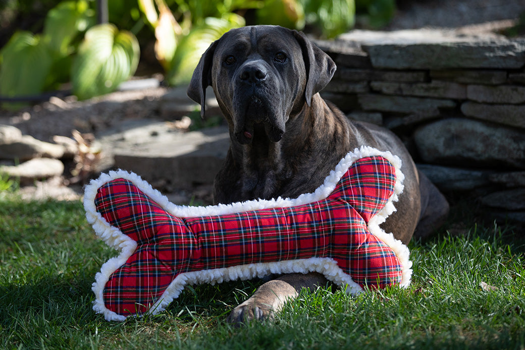 Holiday Tartan Bone: Where Red Tartan Comes From