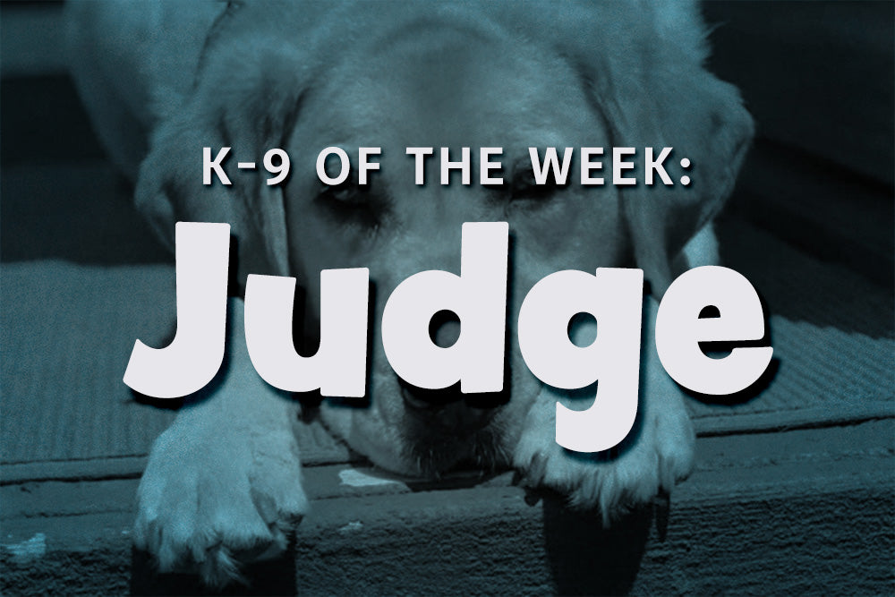 K-9 of the Week: Judge