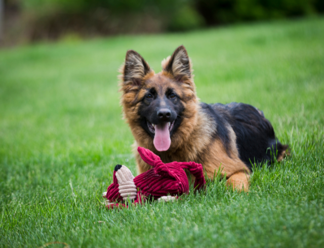 Playtime With Purpose: How Our Toys Promote Doggy Mental Health