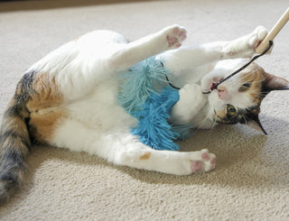 Making Every Cat a Happy Cat!