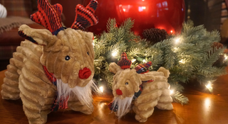 Two HuggleHounds Tartan Tidings Reindeer Squooshie™ dog toys in front of holiday greenery and lights. 