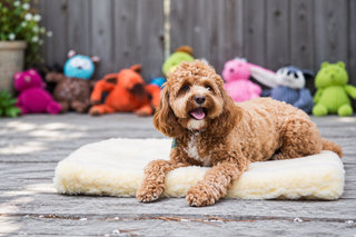 Cur dog sleeping on natural colored HuggleFleece® mat.