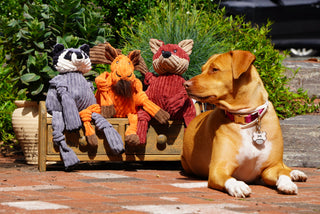 Vizsla posed to the right of three Knottie® plush corduroy dog toys: Reggie Raccoon, Morris Moose, and Sly Fox.