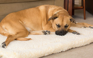 Cur dog sleeping on natural colored HuggleFleece® mat.