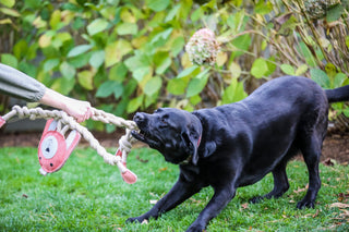 Pit Bull tugging on an x-brace brich bunny toy.