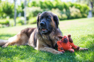 Leonberger laying down outside with orange Morris Moose Knottie® dog toy