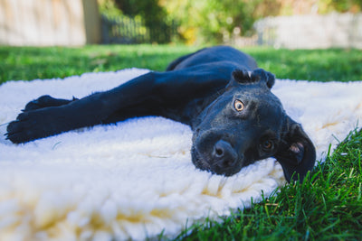 Dog laying on Natural HuggleFleece® mat in grass