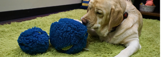 Yellow lab playing with two blue HuggleHounds HuggleFleece Treat Trap™ plush balls on a green rug.