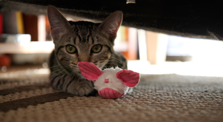 Cat with Hugglekats Dust Bunnies cat toy