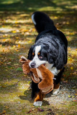 Maple Moose X-Brace™ Durable Plush Dog Toy