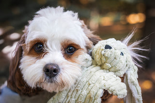 White and brown furred dog sitting next to a light-green flat crinkly and durable bunny with trees in the background. 