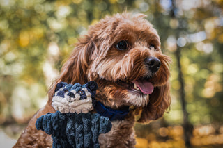 Brown furred dog sitting on grass with a small flat and durable raccoon dog toy in front with trees in the background. 