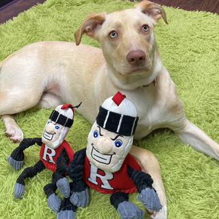 Close up view of golden furred dog laying on green carpet with a small and large scarlet knight Rutgers plush dog toys. 