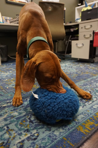 Brown dog playing with a blue ball on a patterned rug.