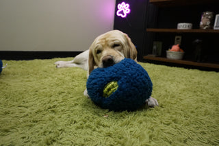 Dog playing with a blue ball on a green carpet