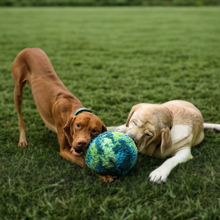 Two dogs playing with hugglehounds snufflesphere ball on a grassy field