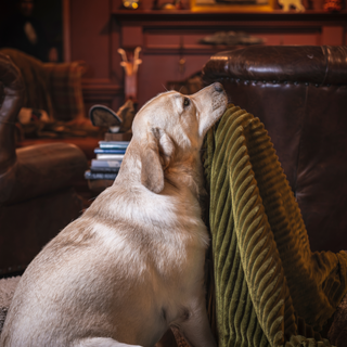 Scout Blankie Double-Sided Plush Dog Blanket