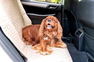 Cavalier King Charles Spaniel laying on TuffutLuxx® back seat bench style vehicle protector in back seat of car.