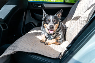 Cattle dog laying on TuffutLuxx® back seat bench style vehicle protector in back seat of car.