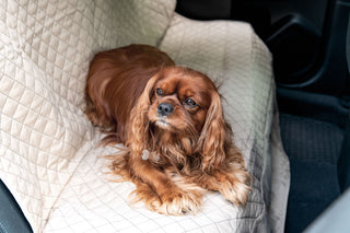 Cavalier King Charles Spaniel laying on TuffutLuxx® back seat bench style vehicle protector in back seat of car.