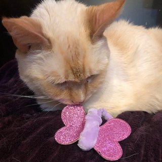 Cat sniffing purple butterfly shaped catnip stuffed cat toy.