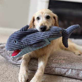 Dog playing with a toy shark on a cushion