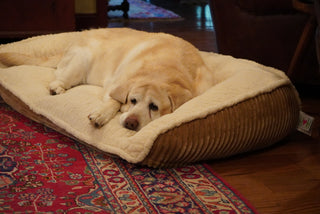 Yellow lab sleeping on Khaki Scout Perfect Bolster Bed.