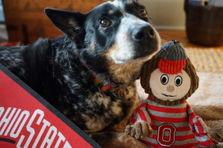 Dog sitting with Ohio State University plush dog toy. 