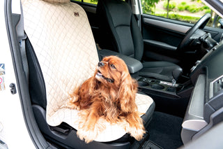 Cavalier King Charles Spaniel sitting on TuffutLuxx® front seat style vehicle protector in cream color in front seat of car.