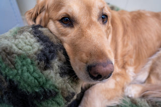 Golden retriever dog cuddling with fluffy green camo HuggleFleece® ball plush dog toy.