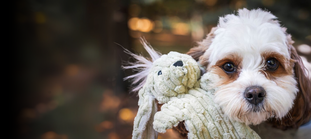 Hugli Dog HuggleHounds® - Built-To-Last Toys for Dogs & Cats