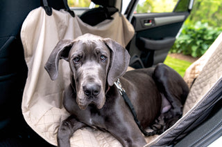 Great Dane laying on TuffutLuxx® hammock style vehicle protector in cream color in back seat of car.